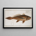 Lonchurus barbatus, der Bartlancetteau - Marcus Elieser Bloch — gerahmtes Bild an der Wand