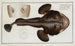 Lophius piscatorius, der Meeresdämon - Marcus Elieser Bloch — Ansicht des Kunstwerks