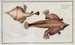 Lophius Vespertilio, die Meeresfledermaus - Marcus Elieser Bloch — Ansicht des Kunstwerks