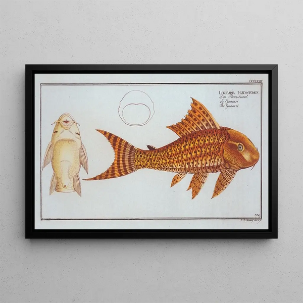Loricaria plecostomus Le Guacari - Marcus Elieser Bloch — gerahmtes Bild an der Wand