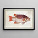 Lutjanus Vires, Der Meeres-Schwein - Marcus Elieser Bloch — gerahmtes Bild an der Wand