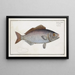 Lutjanus chrysops Le Goldeye - Marcus Elieser Bloch — gerahmtes Bild an der Wand