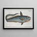Macrourus rupestris - Marcus Elieser Bloch — gerahmtes Bild an der Wand