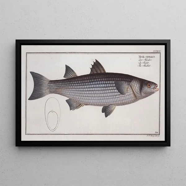 Marcus Elieser Bloch - Mugil cephalus The Mullet.webp