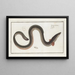 Muraena anguilla L'anguille - Marcus Elieser Bloch — gerahmtes Bild an der Wand