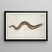 Muraena conger La Congre - Marcus Elieser Bloch — gerahmtes Bild an der Wand