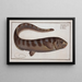 Notacanthus Nasus, der Notacanth - Marcus Elieser Bloch — gerahmtes Bild an der Wand