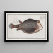 Ostracion Concatenatus, der gestrickte Kofferfisch - Marcus Elieser Bloch — gerahmtes Bild an der Wand