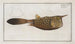 Ostracion Cornutus, der Hornfisch - Marcus Elieser Bloch — Ansicht des Kunstwerks