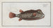 Ostracion Nasus Le Poisson-Tronc - Marcus Elieser Bloch — Ansicht des Kunstwerks