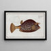 Ostracion quadricornis, der Karpfen - Marcus Elieser Bloch — gerahmtes Bild an der Wand