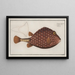 Ostracion triqueter Der Kofferfisch - Marcus Elieser Bloch — gerahmtes Bild an der Wand