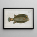 Ostracion cubicus Der quadratische Fisch - Marcus Elieser Bloch — gerahmtes Bild an der Wand