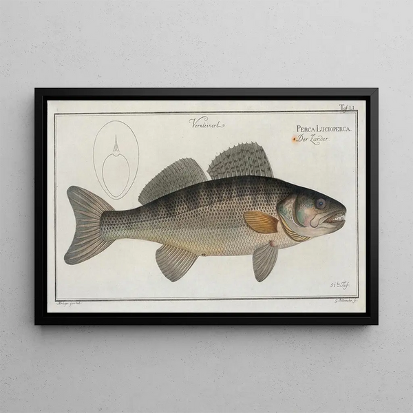 Marcus Elieser Bloch - Perca Lucioperca The PickePerch.webp