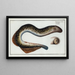 Petromyzon marinus, die Lamprete - Marcus Elieser Bloch — gerahmtes Bild an der Wand