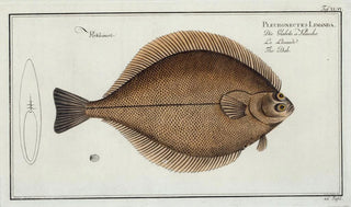 Marcus Elieser Bloch - Pleuronectes Limanda The Dab.webp