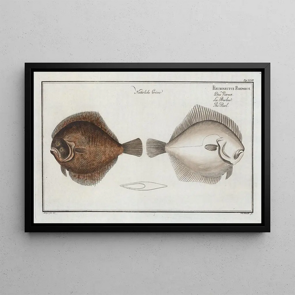 Pleuronectes Rhombus La Perle - Marcus Elieser Bloch — gerahmtes Bild an der Wand