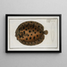 Pleuronectes punctatus, der Flunder - Marcus Elieser Bloch — gerahmtes Bild an der Wand