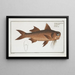 Polynemus decadactylus Le Nez Plat - Marcus Elieser Bloch — gerahmtes Bild an der Wand