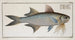 Polynemus paradiseus, der Paradiesfisch - Marcus Elieser Bloch — Ansicht des Kunstwerks