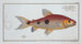 Salmo Friderici, der Lachs von Friedrich - Marcus Elieser Bloch — Ansicht des Kunstwerks