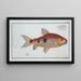 Salmo Friderici, der Lachs von Friedrich - Marcus Elieser Bloch — gerahmtes Bild an der Wand