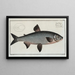 Salmo Marna Le Grand Marna - Marcus Elieser Bloch — gerahmtes Bild an der Wand