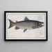 Salmo salar mâle - Marcus Elieser Bloch — gerahmtes Bild an der Wand