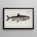 Salmo schifermulleri, der Lachs von Schifermüller - Marcus Elieser Bloch — gerahmtes Bild an der Wand
