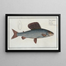 Salmo Thymallus, l'ombre - Marcus Elieser Bloch — gerahmtes Bild an der Wand