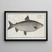 Salmo Thymallus latus Le Grand Gwiniad - Marcus Elieser Bloch — gerahmtes Bild an der Wand