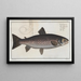 Salmo trutta, die Forelle - Marcus Elieser Bloch — gerahmtes Bild an der Wand