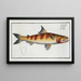 Salmo Tumbil Le Tumbil - Marcus Elieser Bloch — gerahmtes Bild an der Wand
