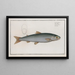 Salmo Umbla, l'umble - Marcus Elieser Bloch — gerahmtes Bild an der Wand