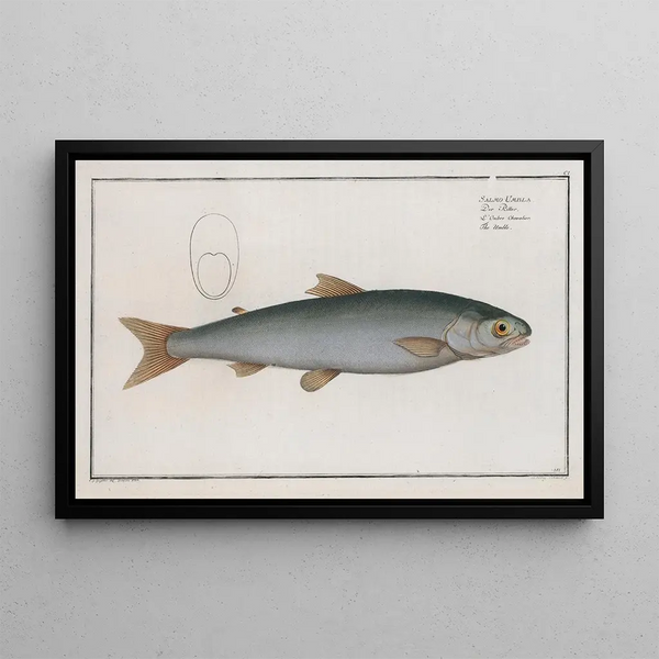Salmo Umbla, l'umble - Marcus Elieser Bloch — gerahmtes Bild an der Wand