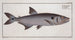 Lachs Sichel - Marcus Elieser Bloch — Ansicht des Kunstwerks