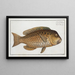 Scarus cretensis, der griechische Papageienfisch - Marcus Elieser Bloch — gerahmtes Bild an der Wand