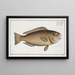Scarus viridis, der grüne Papageienfisch - Marcus Elieser Bloch — gerahmtes Bild an der Wand