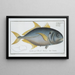 Scomber carangus, der Carangue - Marcus Elieser Bloch — gerahmtes Bild an der Wand