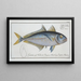 Scomber Plumieri Maquereau de Plumier - Marcus Elieser Bloch — gerahmtes Bild an der Wand