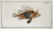 Scorpaena antennata - Marcus Elieser Bloch — Ansicht des Kunstwerks