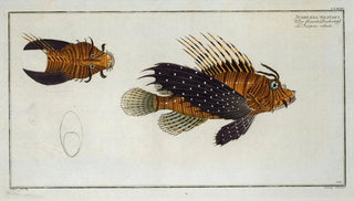 Marcus Elieser Bloch - Scorpaena volitans.webp