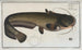 Silurus Glanis, der Wels - Marcus Elieser Bloch — Ansicht des Kunstwerks