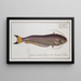 Silurus bimaculatus Der zweifarbige Wels - Marcus Elieser Bloch — gerahmtes Bild an der Wand