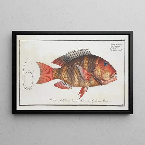 Sparus Anchorago Le dentancre - Marcus Elieser Bloch — gerahmtes Bild an der Wand