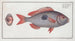 Sparus Maena Le Cackerel - Marcus Elieser Bloch — Ansicht des Kunstwerks