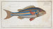 Sparus vittatus, Die Blauflossen-Dorade - Marcus Elieser Bloch — Ansicht des Kunstwerks