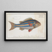 Sparus vittatus, Die Blauflossen-Dorade - Marcus Elieser Bloch — gerahmtes Bild an der Wand