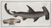 Squalus Zygaena le poisson balance - Marcus Elieser Bloch — Ansicht des Kunstwerks