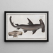 Squalus Zygaena le poisson balance - Marcus Elieser Bloch — gerahmtes Bild an der Wand